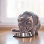 Diabetes in Cats