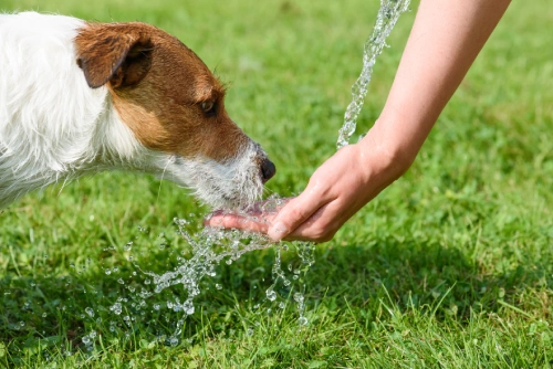 dog drinking water cushings disease in dogs symptoms and treatment advice