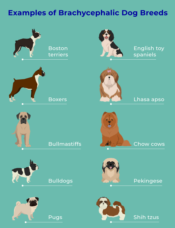 Examples of brachycephalic dog breeds