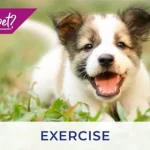 Essex vets discuss exercising your puppy and kitten