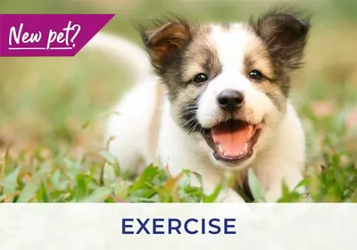 Essex vets discuss exercising your puppy and kitten