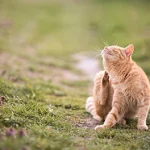 How to eliminate fleas in cats