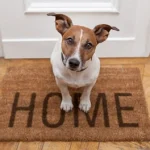 Incontinence in older dogs