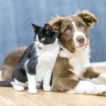 Pet insurance vs Pet Health Club: Know the difference