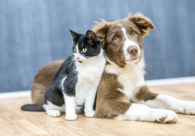 Pet insurance vs Pet Health Club: Know the difference