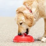Reasons why your dog or cat is drinking so much water