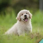 Starting your puppy off right!