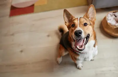 Dental Care Essentials: Supporting Your Pets’ Oral Health