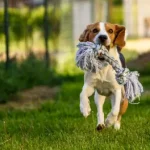 Dental Disease: The Dangers of Untreated Pet Dental Issues