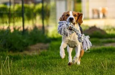 Dental Disease: The Dangers of Untreated Pet Dental Issues