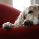 Cushing’s Disease in dogs: symptoms and treatment advice