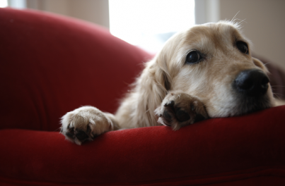 Cushing’s Disease in dogs: symptoms and treatment advice