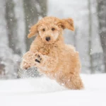 Top care tips for dogs during the winter