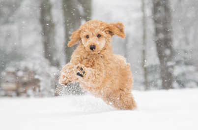 Top care tips for dogs during the winter