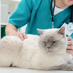 What should I do if I find a lump on my pet?