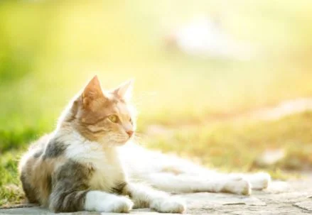 Taking your cat home from the clinic