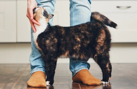 cat stroked cat friendly clinic