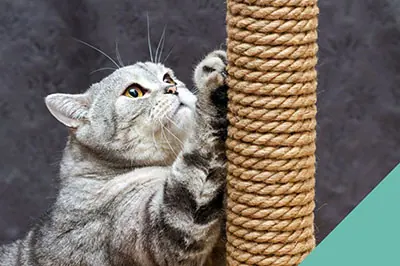 choosing cat scratching post