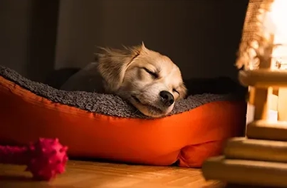 Choosing the right bed for your dog