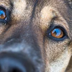 Conjunctivitis in dogs: causes, symptoms and treatment