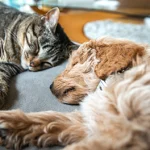 Lethargy in dogs and cats: Signs and causes to look out for!