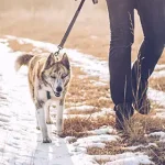 Festive Food for Pets: Do’s and Don’ts